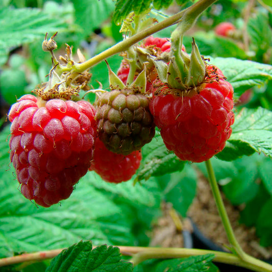 Plant de framboisier rouge schoenemann bio – La Ferme de Sainte Marthe