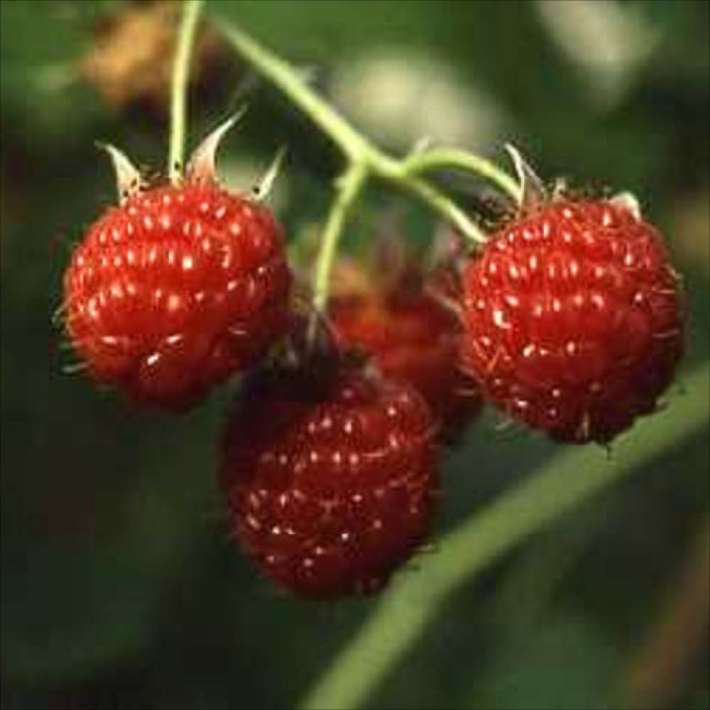 Plant de framboisier rouge september bio – La Ferme de Sainte Marthe