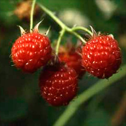 Plant de framboisier rouge september bio – La Ferme de Sainte Marthe