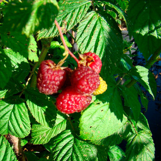 Plant de framboisier rouge willamette bio – La Ferme de Sainte Marthe