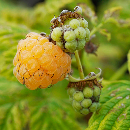 Plant de framboisier sucre de metz bio – La Ferme de Sainte Marthe