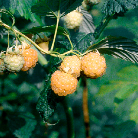Plant de framboisier surprise d'automne bio – La Ferme de Sainte Marthe