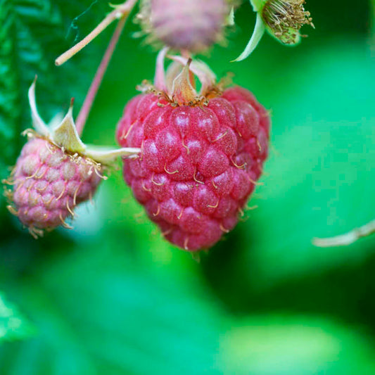 Plant de framboisier topla bio – La Ferme de Sainte Marthe