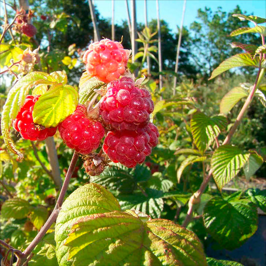 Plant de framboisier violette bio – La Ferme de Sainte Marthe