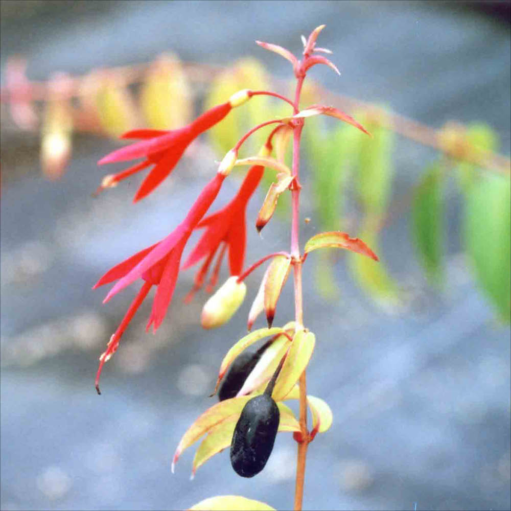 Plant de fuchsia comestible bio – La Ferme de Sainte Marthe