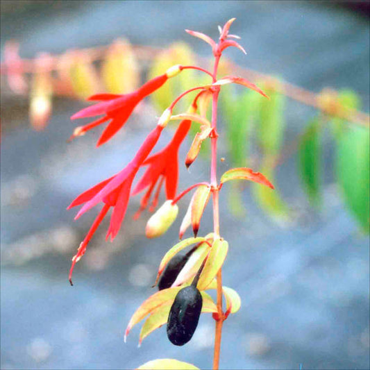 Plant de fuchsia comestible bio – La Ferme de Sainte Marthe