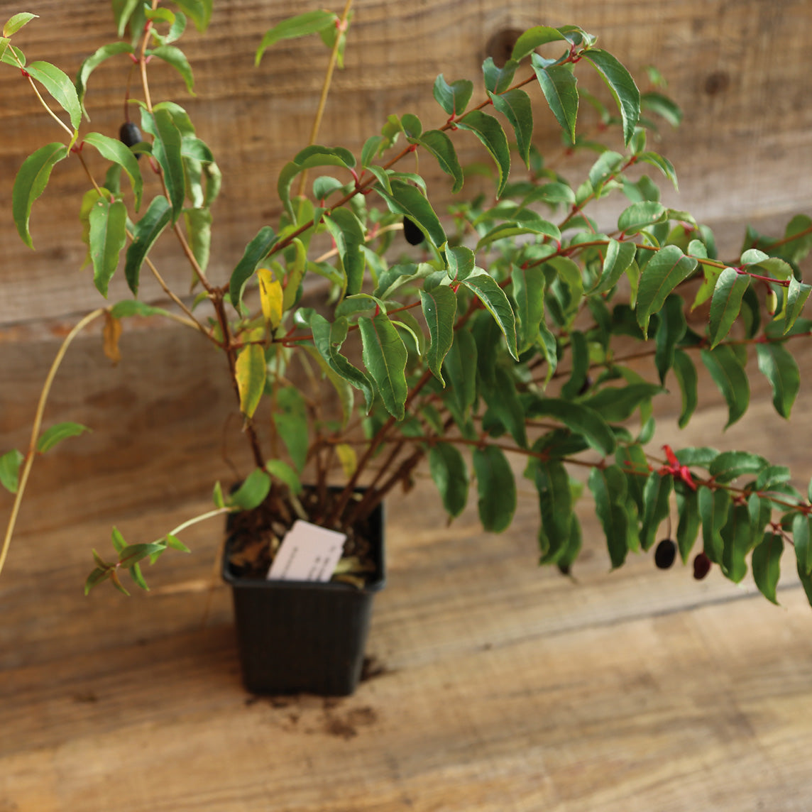 Plant de fuchsia comestible en pot – La Ferme de Sainte Marthe