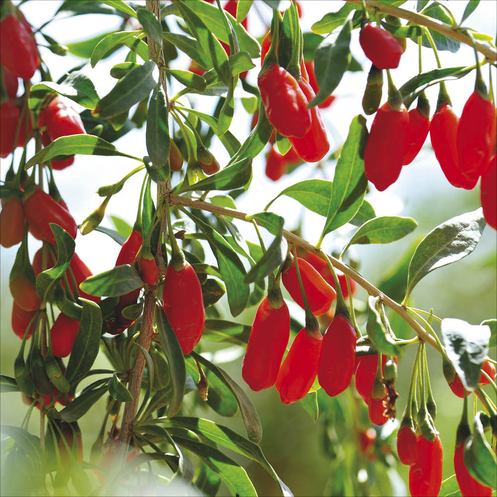 Plant de goji bio – La Ferme de Sainte Marthe