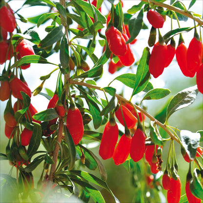 Plant de goji bio – La Ferme de Sainte Marthe
