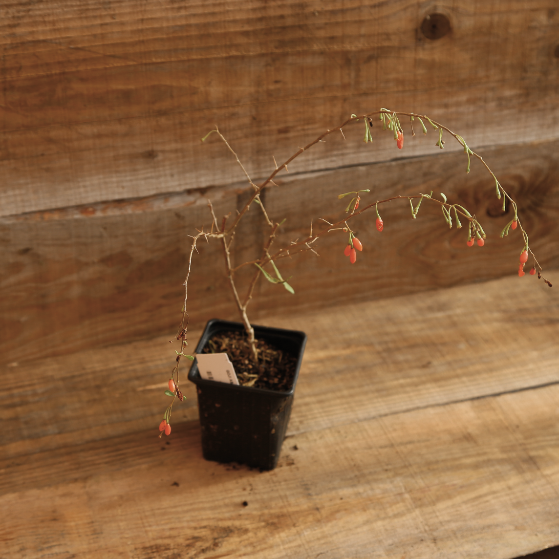 Plant de goji en pot – La Ferme de Sainte Marthe