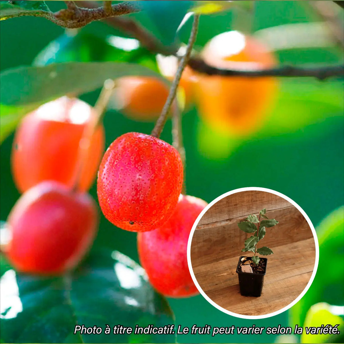 Plant de goumi amoroso bio – La Ferme de Sainte Marthe