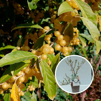 Plant de goumi fortunella bio – La Ferme de Sainte Marthe