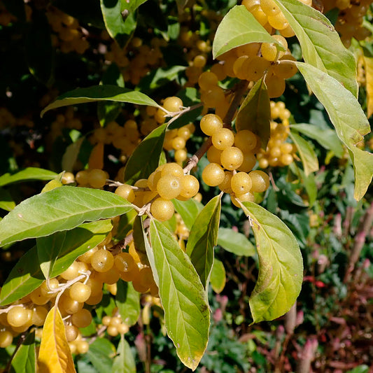 Plant de goumi fortunella bio – La Ferme de Sainte Marthe