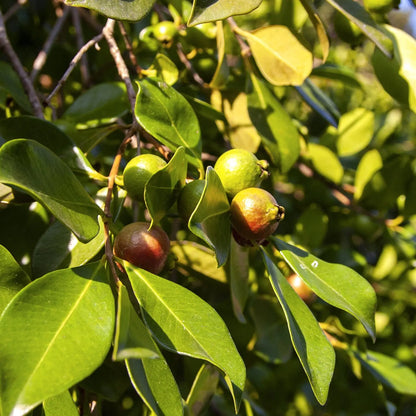 Plant de goyavier fraise à fruits jaunes bio – La Ferme de Sainte Marthe