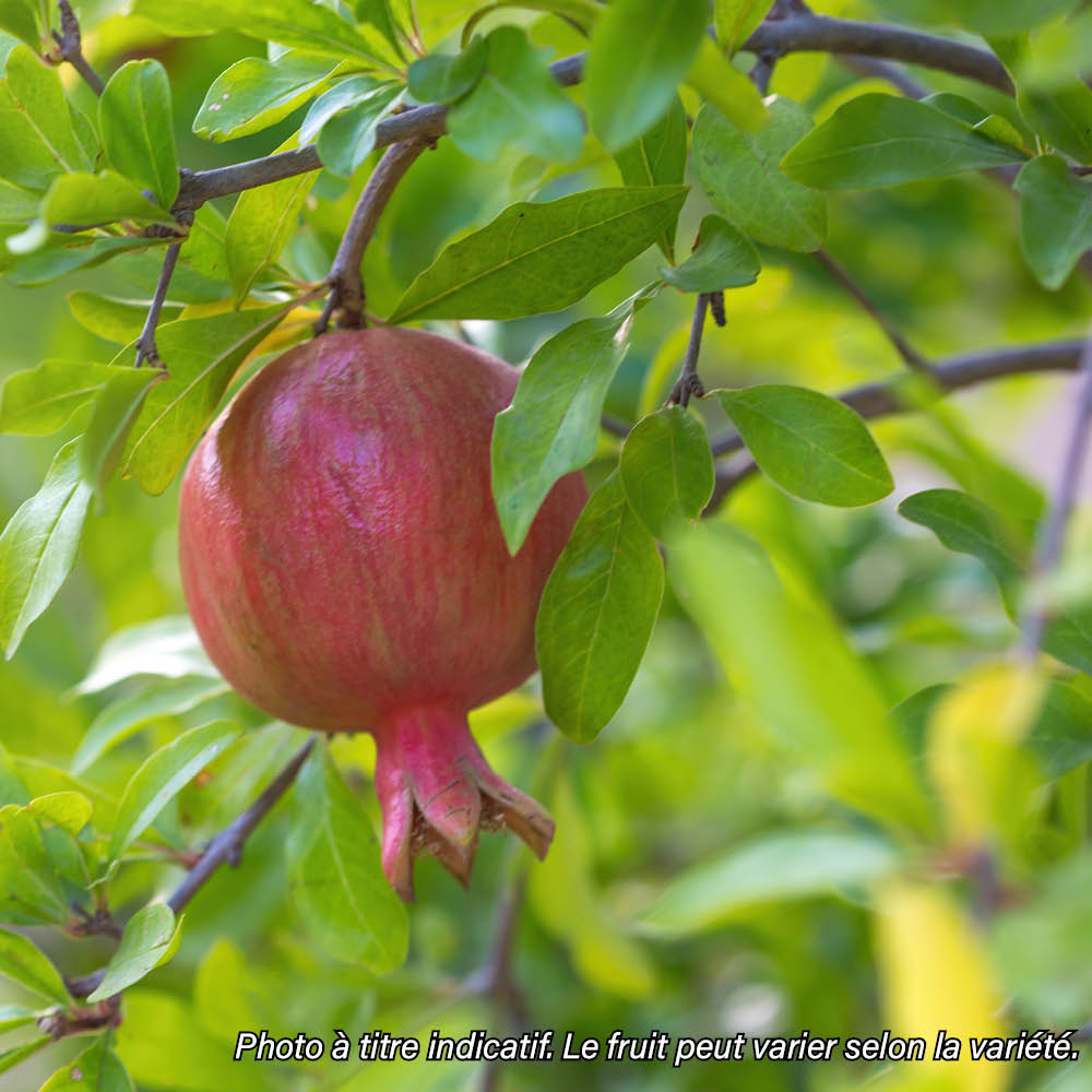 Plant de grenadier bio – La Ferme de Sainte Marthe