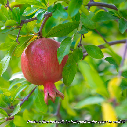 Plant de grenadier bio – La Ferme de Sainte Marthe