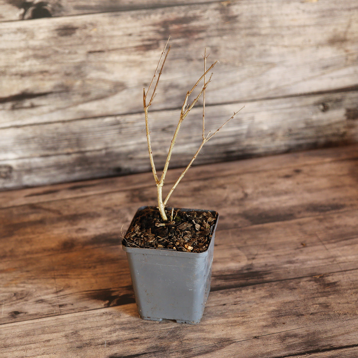 Plant de grenadier en pot bio – La Ferme de Sainte Marthe