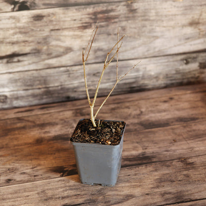 Plant de grenadier en pot bio – La Ferme de Sainte Marthe