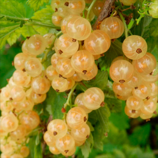 Plant de groseillier à grappe blanche bar le duc bio – La Ferme de Sainte Marthe