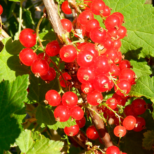 Plant de groseillier à grappe rouge heros bio – La Ferme de Sainte Marthe