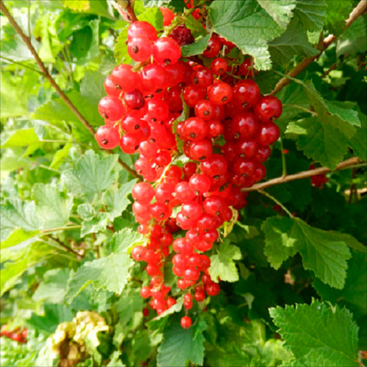 Plant de groseillier à grappe rouge london market bio – La Ferme de Sainte Marthe