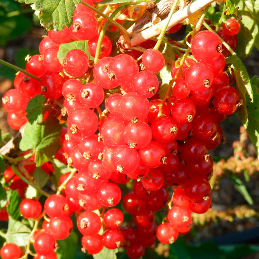 Plant de groseillier à grappe rouge wilder bio – La Ferme de Sainte Marthe