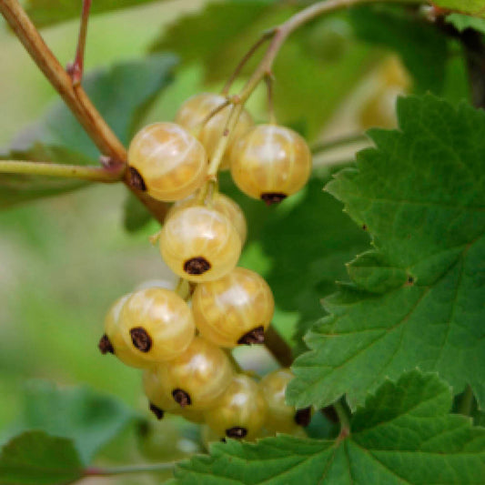 Plant de groseillier à grappes blanka bio – La Ferme de Sainte Marthe