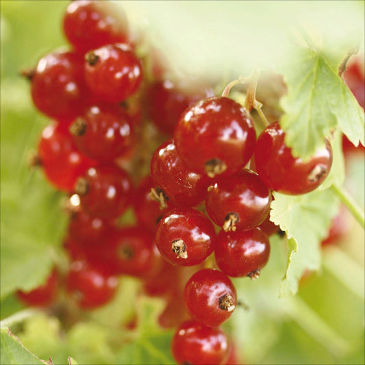 Plant de groseillier à grappes junifer bio – La Ferme de Sainte Marthe