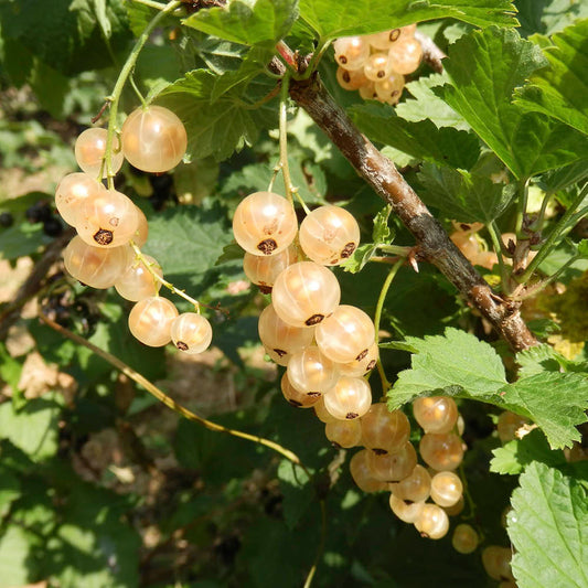 Plant de groseillier à grappes versaillaise blanche bio – La Ferme de Sainte Marthe