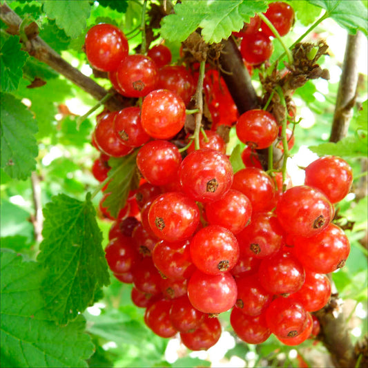 Plant de groseillier babette bio – La Ferme de Sainte Marthe