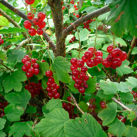 Plant de groseillier lisette bio – La Ferme de Sainte Marthe