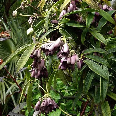 Plant d'holboelia bio – La Ferme de Sainte Marthe
