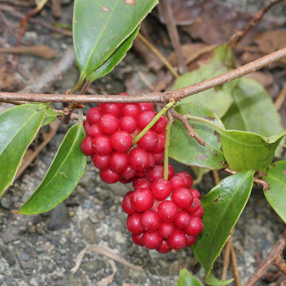 Plant de kadsura – La Ferme de Sainte Marthe