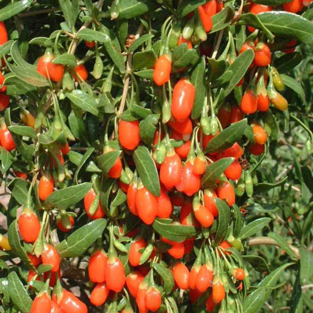 Plant de lyciet de chine à baies de goji bio – La Ferme de Sainte Marthe