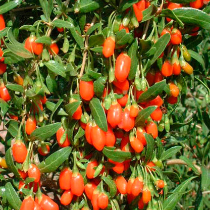 Plant de lyciet de chine à baies de goji bio – La Ferme de Sainte Marthe
