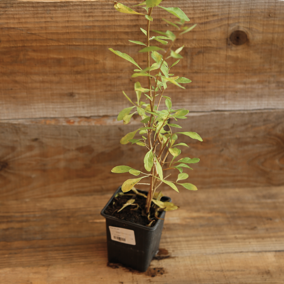 Plant de lyciet de chine en pot bio – La Ferme de Sainte Marthe