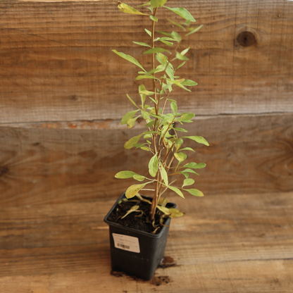 Plant de lyciet de chine en pot bio – La Ferme de Sainte Marthe