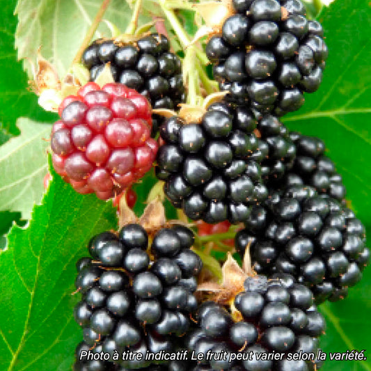 Plant de mûrier bio – La Ferme de Sainte Marthe