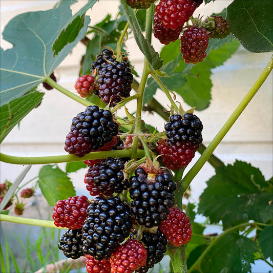 Plant de mûrier black satin bio – La Ferme de Sainte Marthe
