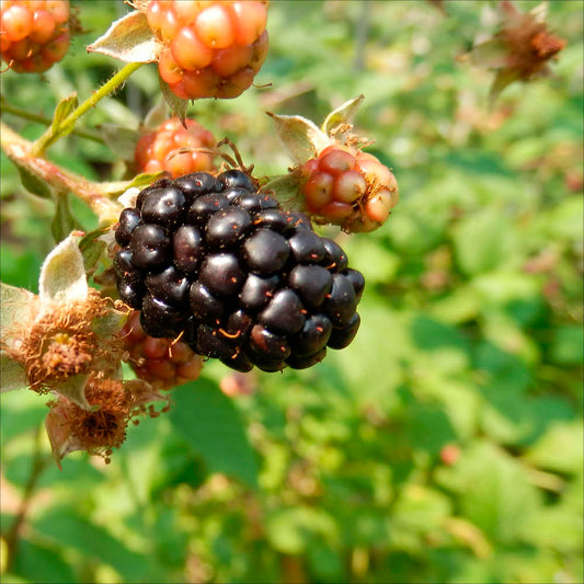 Plant de mûrier darrow bio – La Ferme de Sainte Marthe