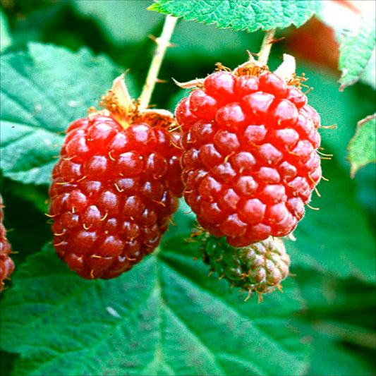 Plant de mûrier framboise tayberry buckingham bio – La Ferme de Sainte Marthe