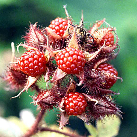 Plant de mûrier raisin du japon bio – La Ferme de Sainte Marthe