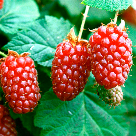 Plant de mûrier tayberry bio – La Ferme de Sainte Marthe