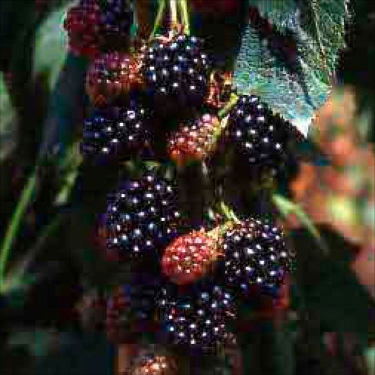 Plant de mûrier thornless evergreen bio – La Ferme de Sainte Marthe