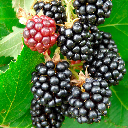 Plant de mûrier triple crown bio – La Ferme de Sainte Marthe
