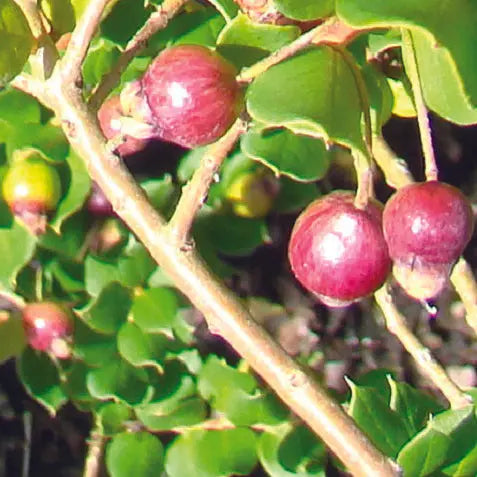 Plant de myrte commune apiculata bio – La Ferme de Sainte Marthe