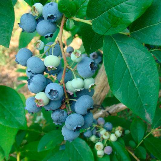 Plant de myrtillier arbustif berkeley bio – La Ferme de Sainte Marthe