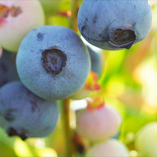 Plant de myrtillier arbustif bluecrop bio – La Ferme de Sainte Marthe