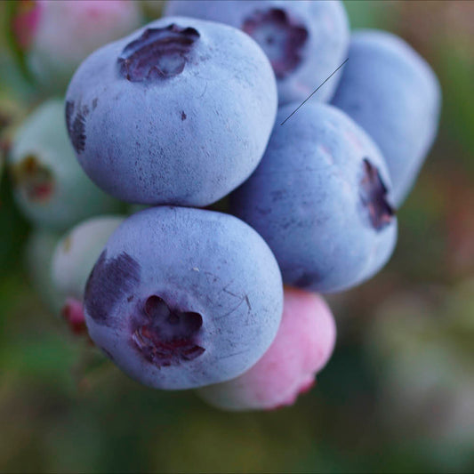 Plant de myrtillier arbustif brigitta bio – La Ferme de Sainte Marthe
