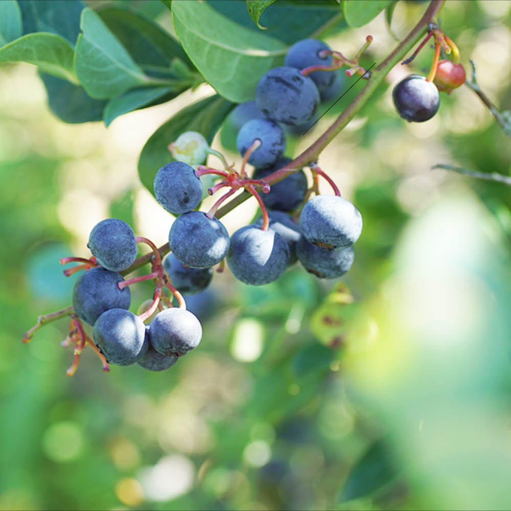 Plant de myrtillier arbustif centurion bio – La Ferme de Sainte Marthe